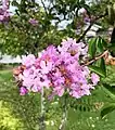 Lagerstroemia speciosa ou Lilas des Indes.