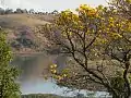 Ipê amarelo no Lago de Furnas em Varginha.