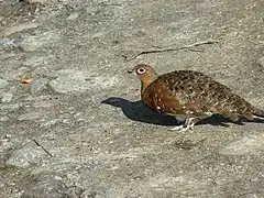 Une femelle lagopède des saules avec son plumage d'été dans le parc national d'Abisko, en Suède.