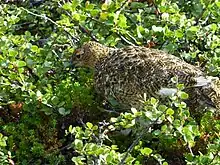 Un lagopède des saules dans le parc national d'Abisko en Suède.