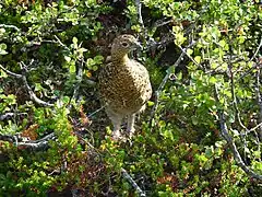 Un mâle lagopède des saules avec son plumage d'été dans le parc national d'Abisko, en Suède.