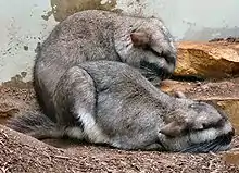 Viscache des plaines (Lagostomus maximus) au Zoo Wilhelma de Stuttgart