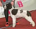 Lagotto blanc et marron