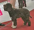 Lagotto marron