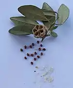 Capsules de Lagunaria patersonia vidé de ses poils et graines.