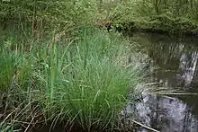 Laiches en bord de Vesle.