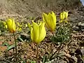 Tulipa sylvestris, fleur emblématique.