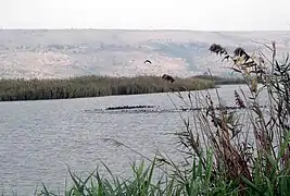 Oiseaux sur le petit lac de la Houla