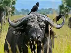 Buffle d'Afrique (Parc national Murchison Falls, Ouganda).