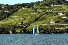 Les vignobles de Lavaux au bord du Léman, Vaud.