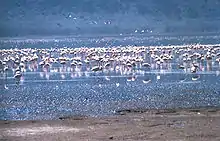 Flamants du lac Nakuru.