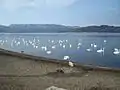 Cygnes chanteurs au bord du lac Kussharo.
