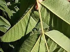 Pétiole, nervures pubescents