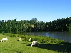 Vue du lac depuis la route de La Tessoualle.