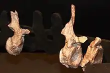 Photos montrant trois vertèbres caudales (moulage) de Lalieudorhynchus gandi en vue latérale droite, montées sur une armature métallique et exposées au Musée de Lodève (Hérault).