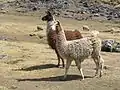 Deux lamas.
