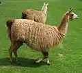 Lama (Lama glama)