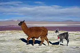 Lamas près de la laguna Colorada.