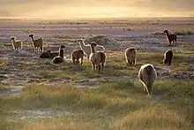Troupeau de lamas blancs dans le désert d'Atacama, au Chili