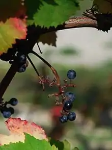 Petits fruits portées par une lambrusque femelle