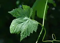 Feuille de lambrusque mâle (bord de la Charente), sinus pétiolaire ouvert