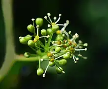 Fleur mâle de lambrusque, bord de la Charente