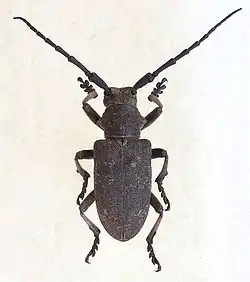 Lamia textor (Linné, 1758)