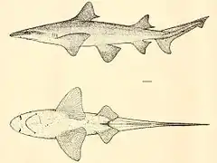 Description de l'image Lamiopsis tephrodes (FOWLER,1905).jpg.