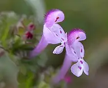 Détail de deux fleurs.