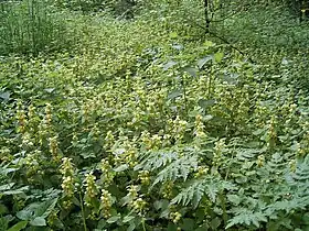 Parterre de Lamium galeobdolon