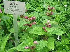 Description de l'image Lamium orvala - Berlin Botanical Garden - IMG 8485.JPG.