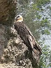 Gypaète barbu (Gypaetus barbatus).