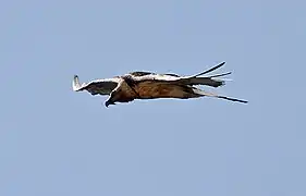 Gypaète barbu, Gypaetus barbatus, rapace des alentours du lac de Bastan inférieur.