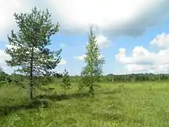 Marais de Lamminjärvi.