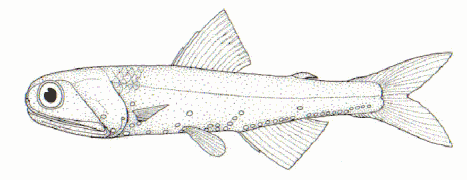 Description de l'image Lampanyctodes hectoris (Hector's lanternfish).gif.