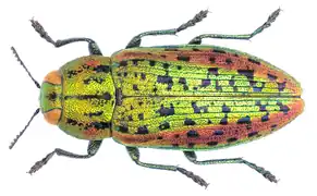 Lamprodila gloriosa.