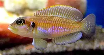 Neolamprologus ocellatus "blanc/argent"