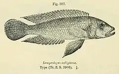 Description de l'image Lamprologus callipterus2.jpg.