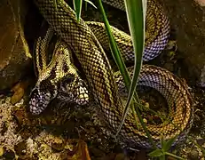 Serpents siamois (Lampropeltis getula)
