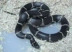 Description de l'image Lampropeltis getula getula.jpg.