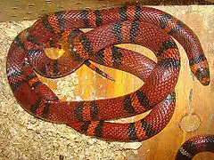 Description de l'image Lampropeltis triangulum hondurensis, a Hondurian Milksnake.jpg.