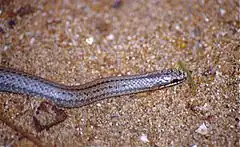 Description de l'image Lamprophiid Snake (Liophidium apperti) (9610207672).jpg.