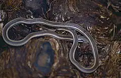 Description de l'image Lamprophiid Snake (Liophidium vaillanti) (9629535604).jpg.