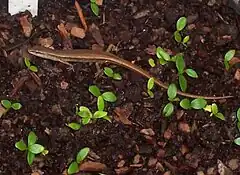 Description de l'image Lampropholis delicata & Atherosperma seedlings.jpg.