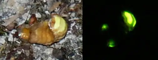 Lampyre femelle. À droite, le même insecte sans éclairage artificiel.