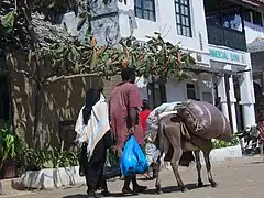 Scène de rue : les ânes sont le seul moyen de transport.