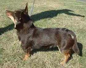 Lancashire heeler