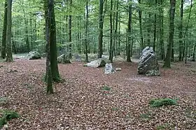 Image illustrative de l’article Forêt de Fougères