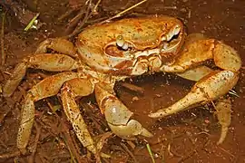 Gecarcinus planatus