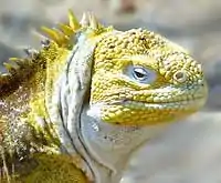 Iguane terrestre des Galápagos (Conolophus subcristatus).
